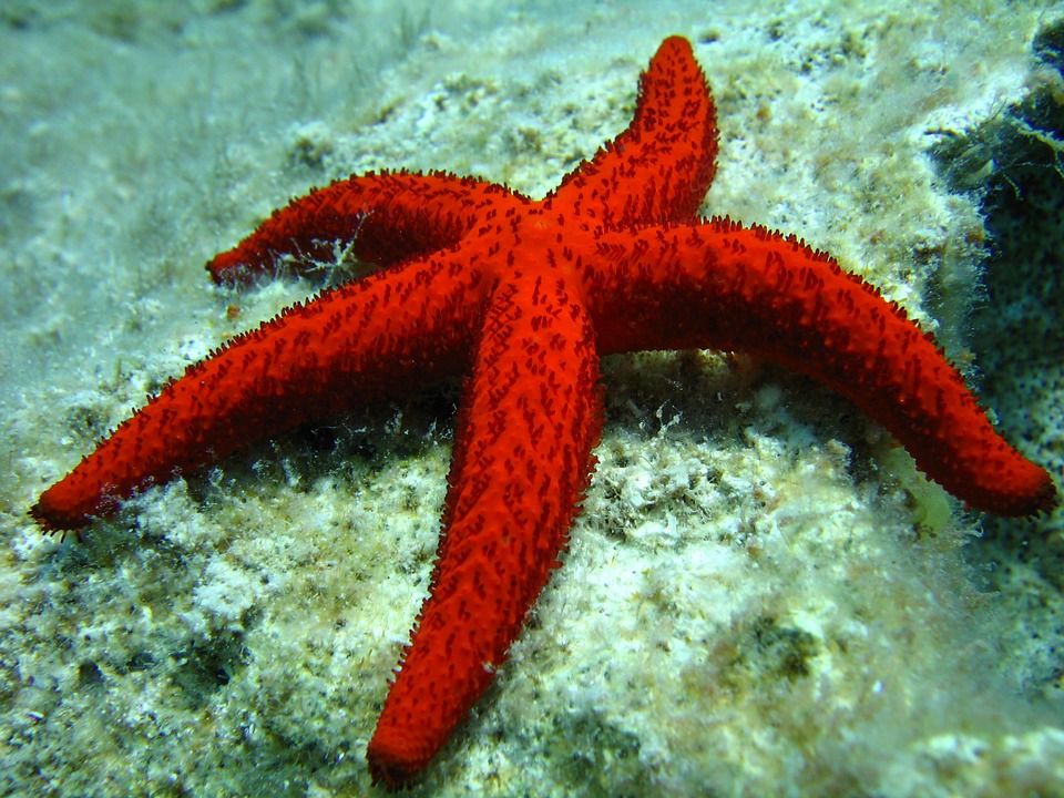 Denmark to get world’s first starfish factory