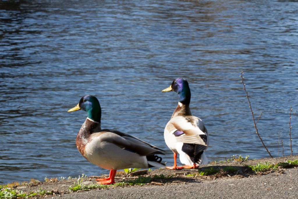 Danish authorities to cull 20,000 ducks to halt spread of bird flu