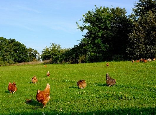 New animal welfare certification marking system to be extended to chickens