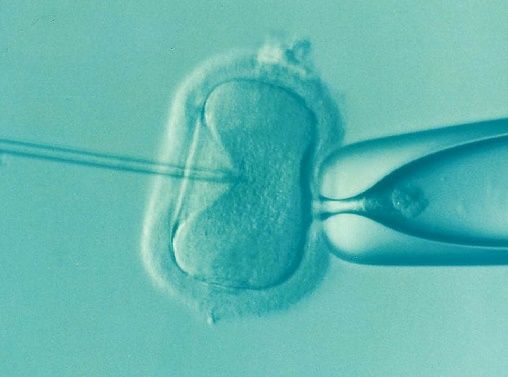 Fertility failings: Close to one in nine new-borns conceived via artificial insemination last year