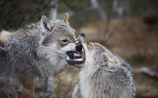 Danish kindergarten class halts field trip after a wolf is spotted