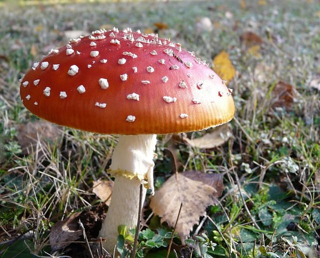 Crime News in Brief: Wild mushrooms the culprit in poisoning of family