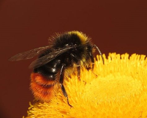 Food running out for bees due to flowers blooming early this year