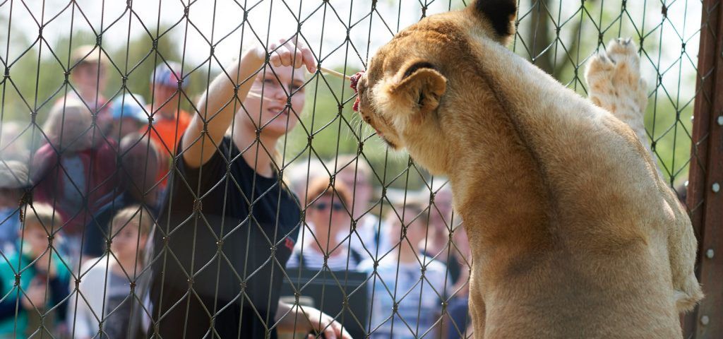Danish News in Brief: Main course arrives with sausage hor d’oeuvres for lions at Odense Zoo