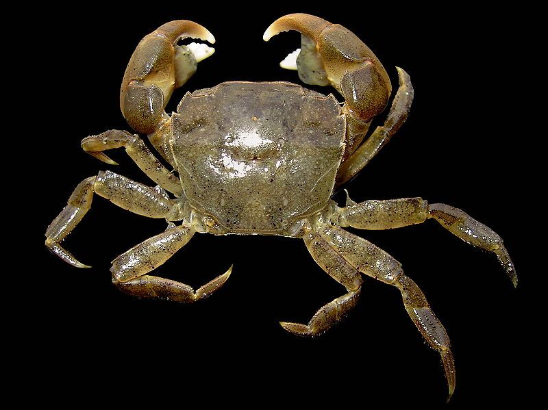Invasive crabs scuttling across Denmark
