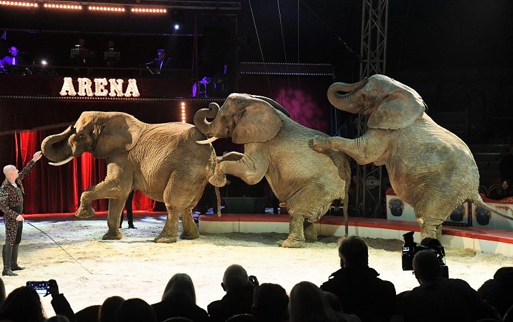 Nature News in Brief: Circus elephants offered retirement home by safari park