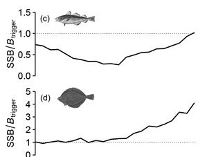 Large fish making return to the North Sea