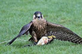 Danish News in Brief: Hunting with birds of prey now legal