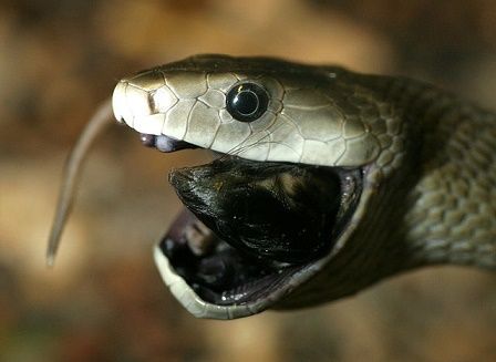 Danish researchers upbeat on new antidote to black mamba venom
