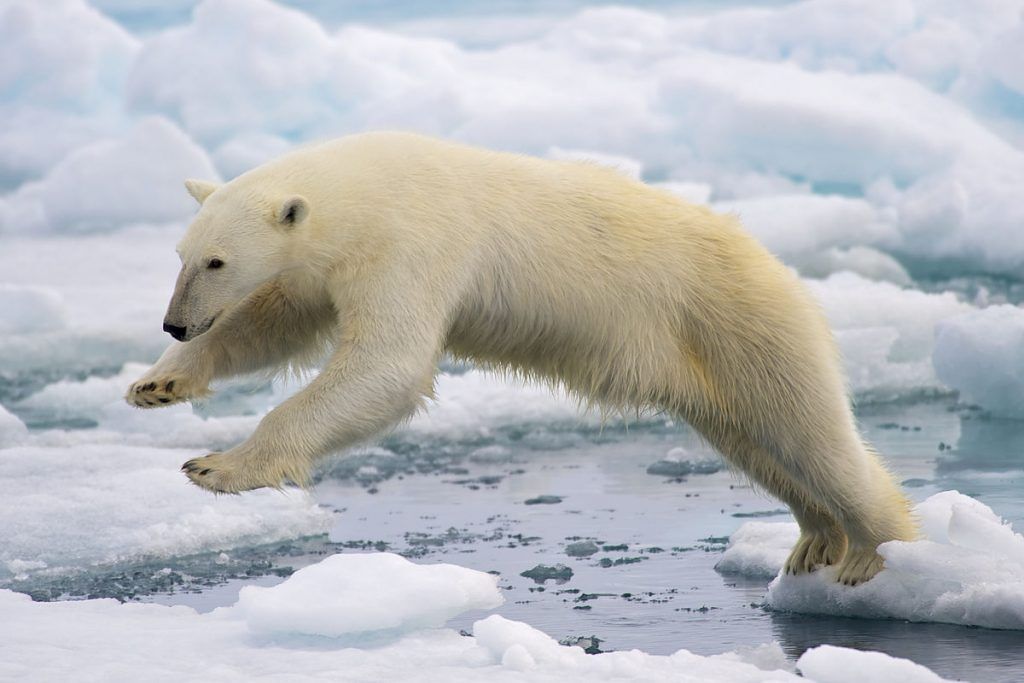 Polar bear attacks helicopter in Greenland
