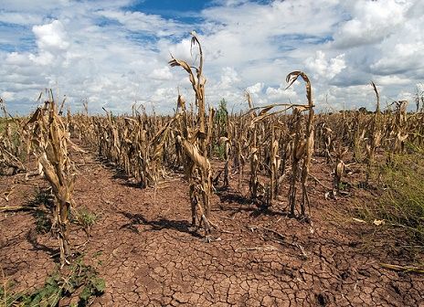 Government agrees on drought aid to agricultural sector