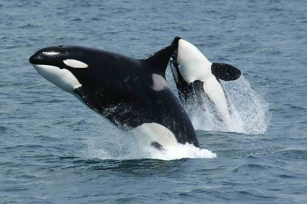 Study finds banned chemical could cause killer whales to become extinct in 30-50 years