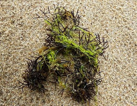 Science News in Brief: Seaweed a viable, environmentally-friendly alternative animal feed