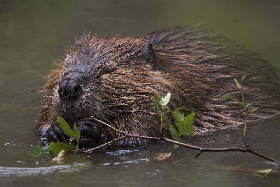 From extinct to excelling: Beavers thriving in Denmark
