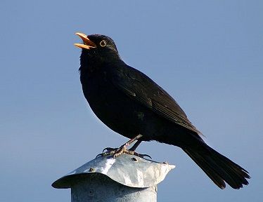 Nature News in Brief: Deadly virus could mean ‘bye bye blackbird’ if it spreads to Denmark