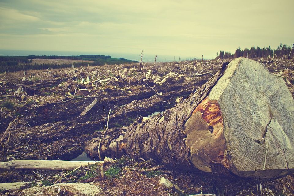 Denmark leading the way against deforestation in the EU