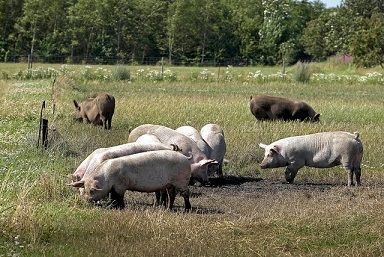 Science News in Brief: Study maps spread of multi-resistant bacteria in pigs