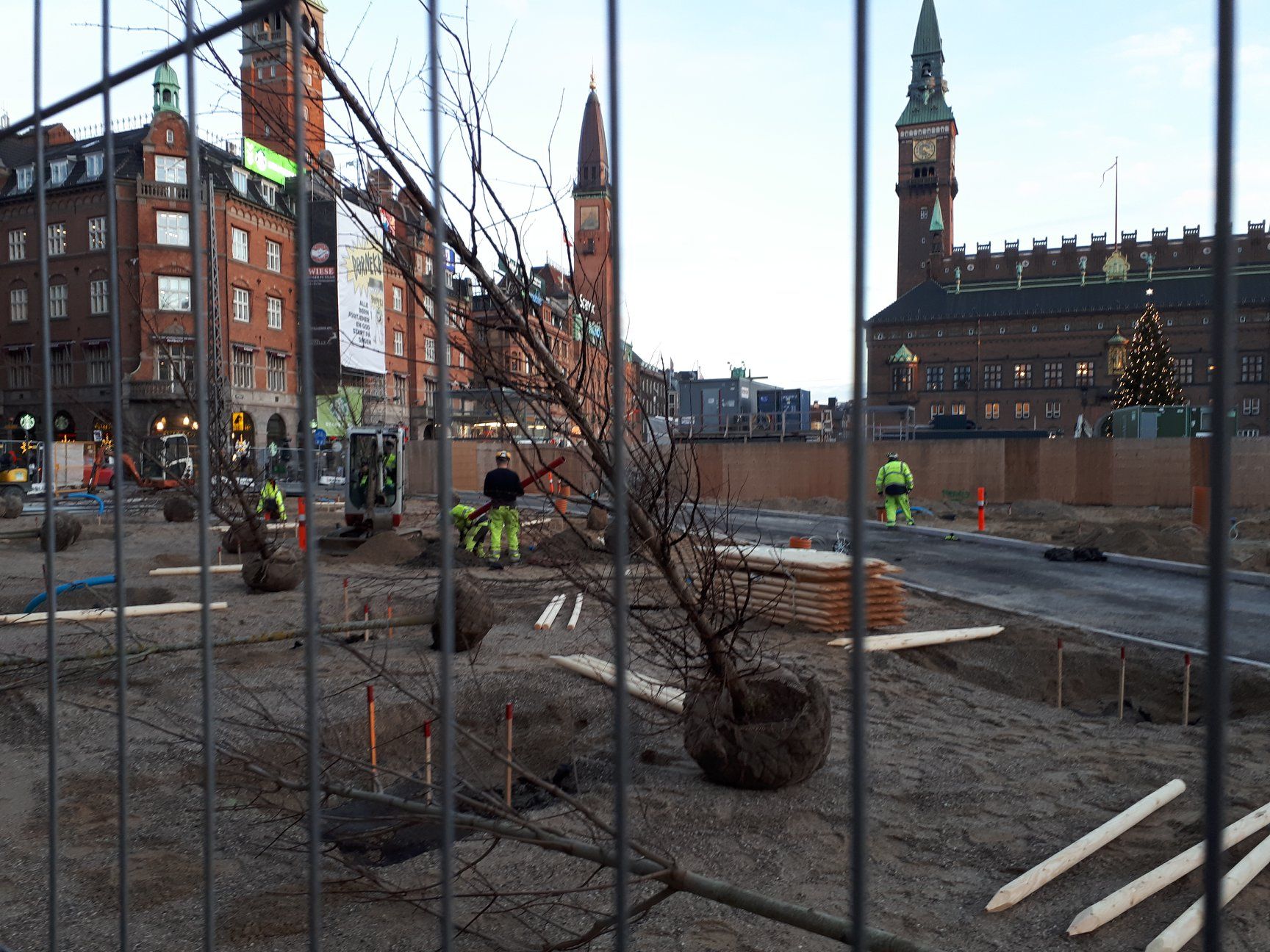 Urban forest springing up at City Hall Square