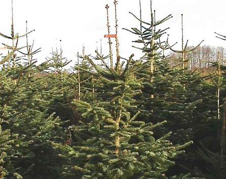 As the Christmas tree needles fall, so do the forestry industry’s profits