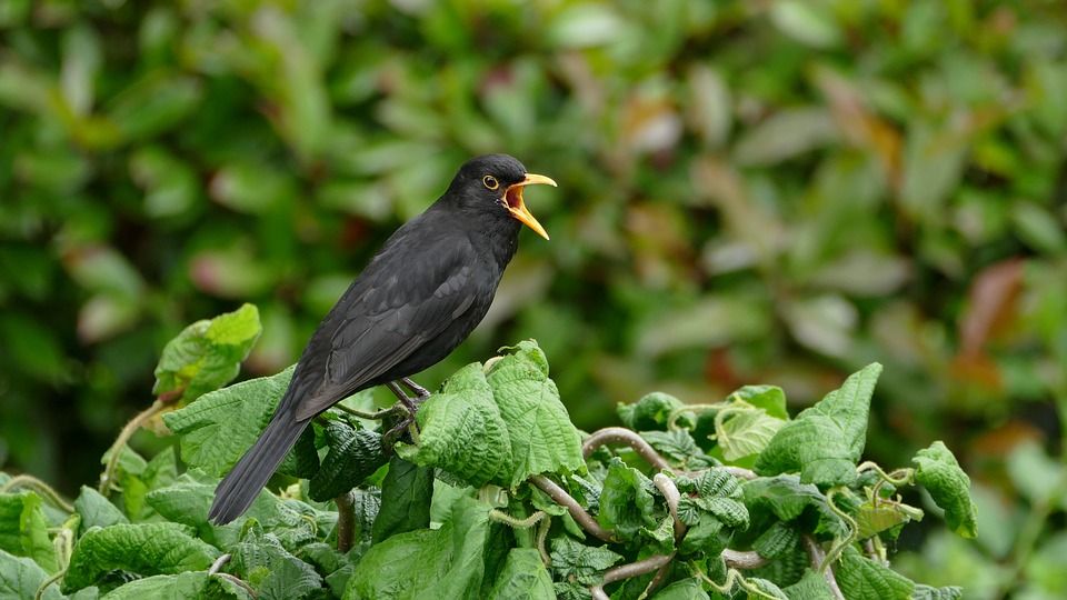 News in Digest: Blackbird fly … blackbird fly!