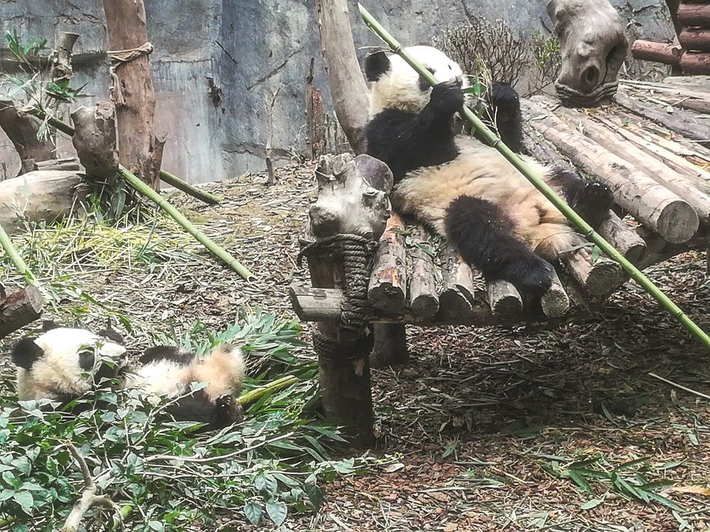 Pandamonium im Zoo: Wollen sie oder wollen sie nicht?
