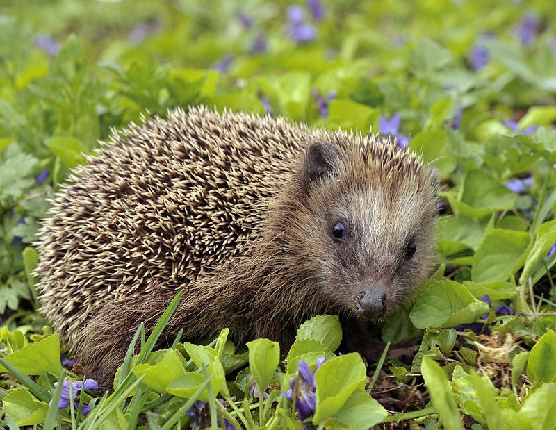 Danish News in Brief: File hedgehog life expectancy under science fiction