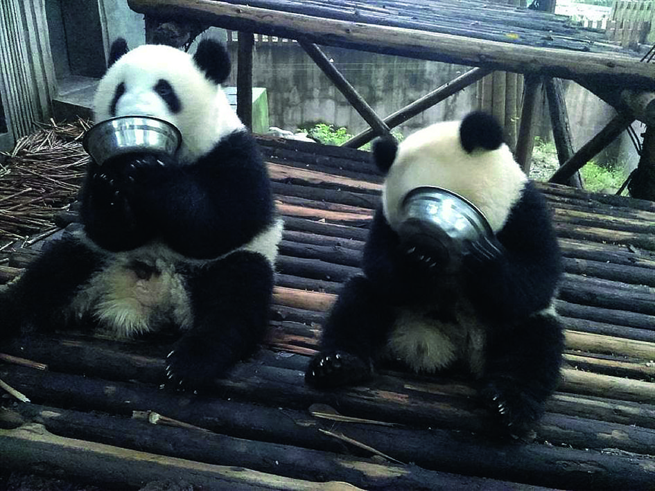 Royal welcome for panda visitors