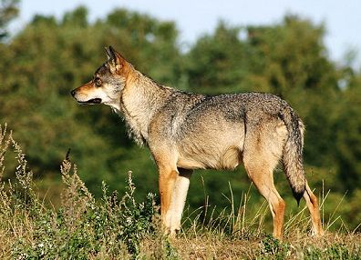 No more wolf-cubs in Jutland