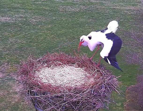 Harbinger of spring: First stork lands in Denmark