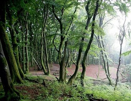 Serious species depletion of Danish forest floors, watchdog warns