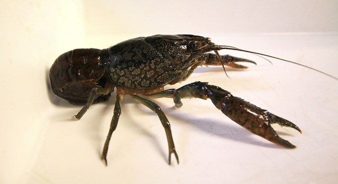 Self-fertilising invasive crayfish discovered in Denmark