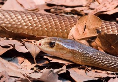 Science and Nature News in Brief: Snakes alive! Police swoop nets nest of vipers