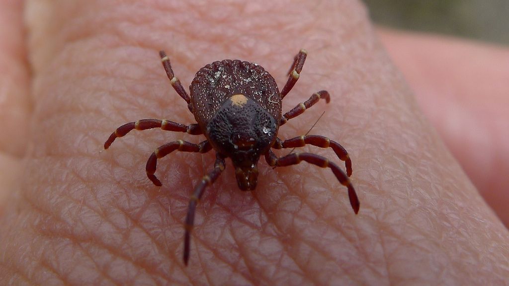 Tick alert: Disease carriers out early due to warm weather