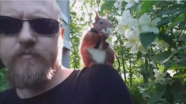 Danish celebrity squirrel Tintin risks losing his life