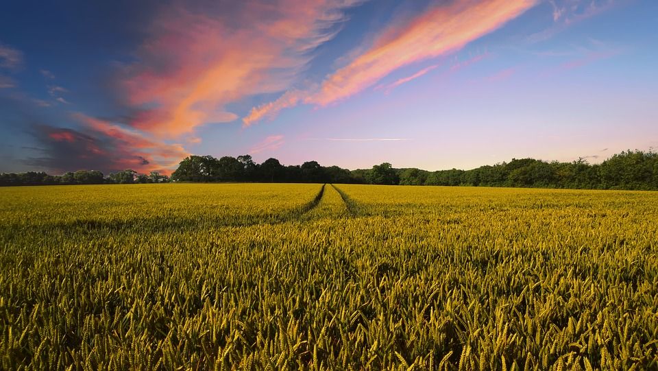 Over a tenth of Danish agricultural land now organic 