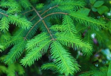 Bacteria from pine tree fibres good for human immune system, researchers find