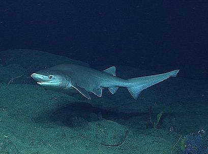 Exotic shark a ‘first’ in Danish waters