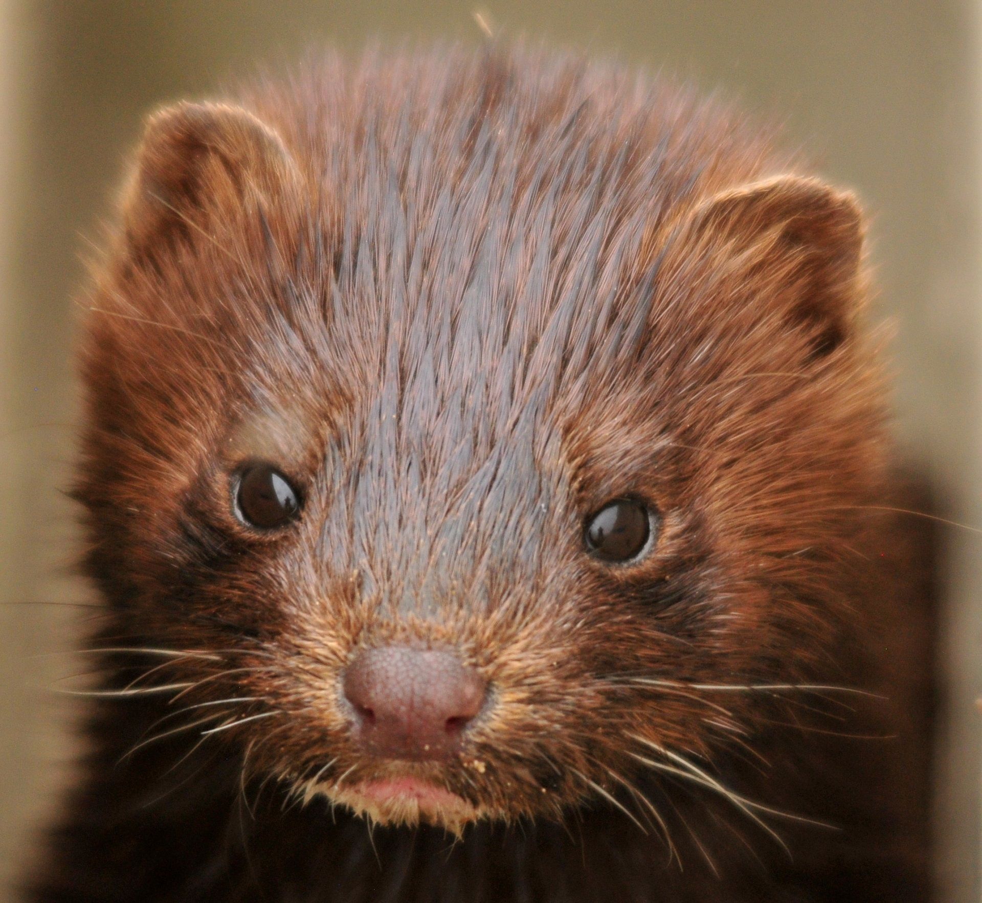 Government criticised for delaying mink-saving measures  