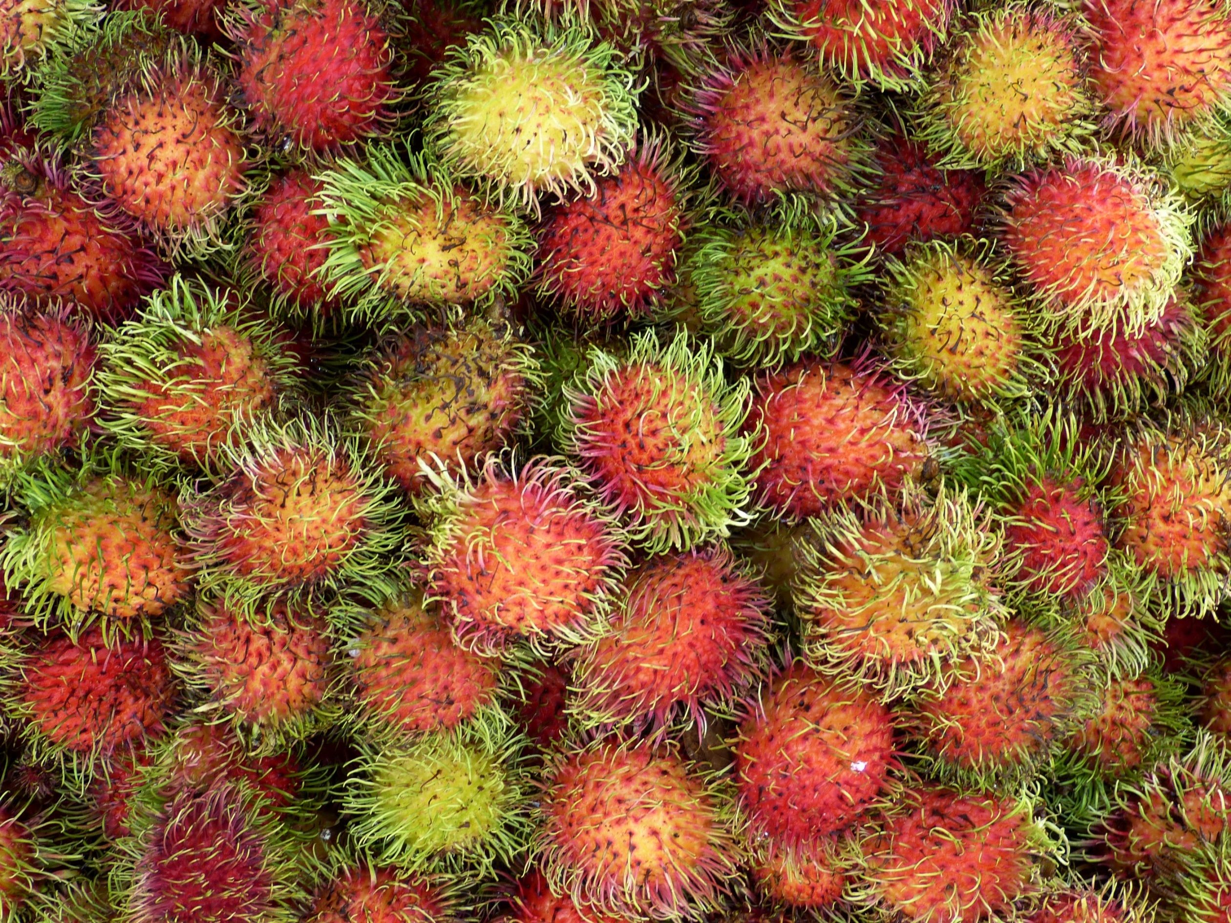 Culture Round-Up: ‘Superspreder’ and ‘rambutan’ enter Danish Dictionary