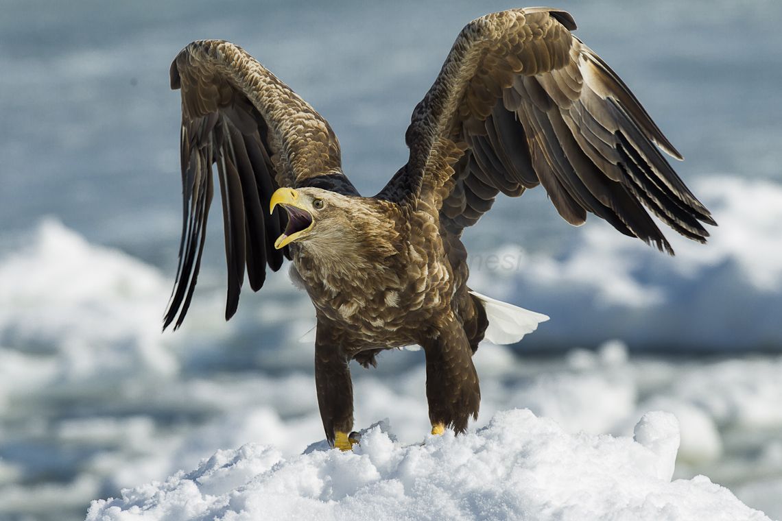 Sea eagle killer suspected on Funen