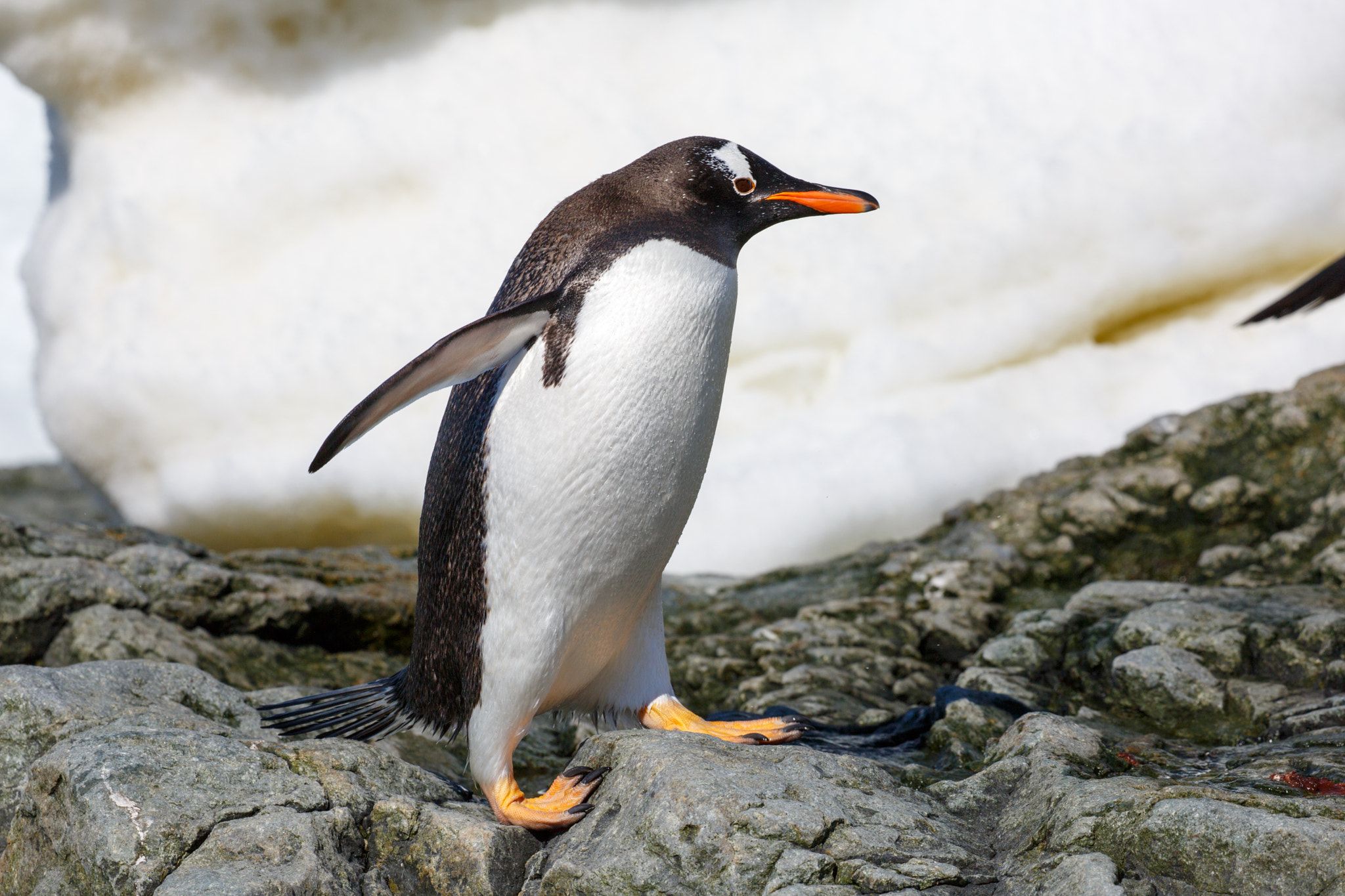 World-weary penguin sets record in Funen