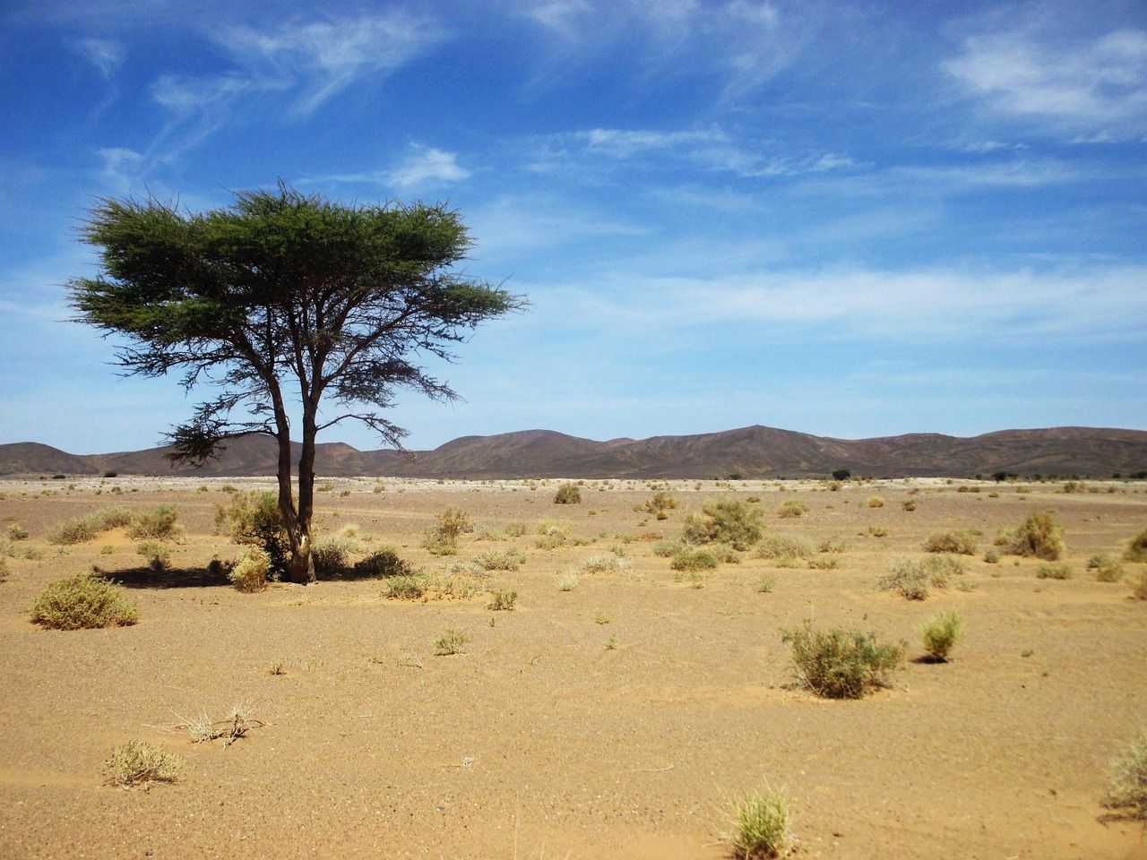 Science Round-Up: University of Copenhagen study sheds light on Saharan trees