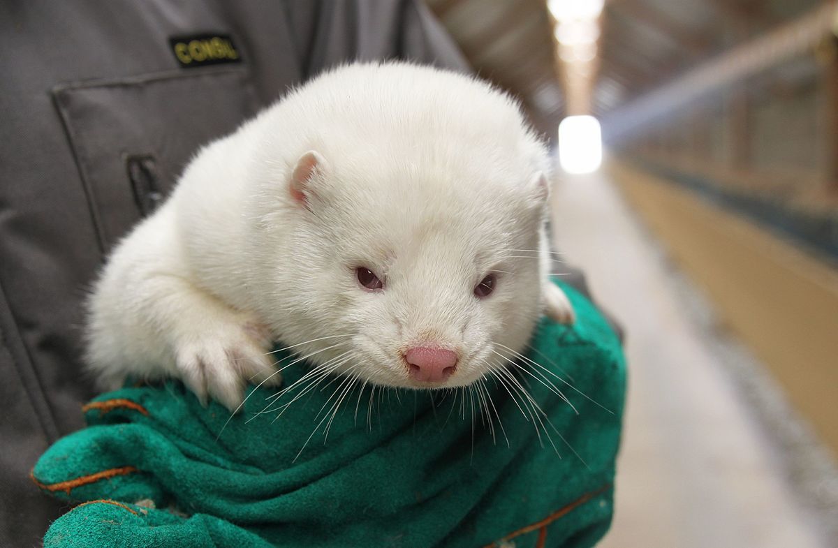 Corona Round-Up: Government secures support for mink compensation package