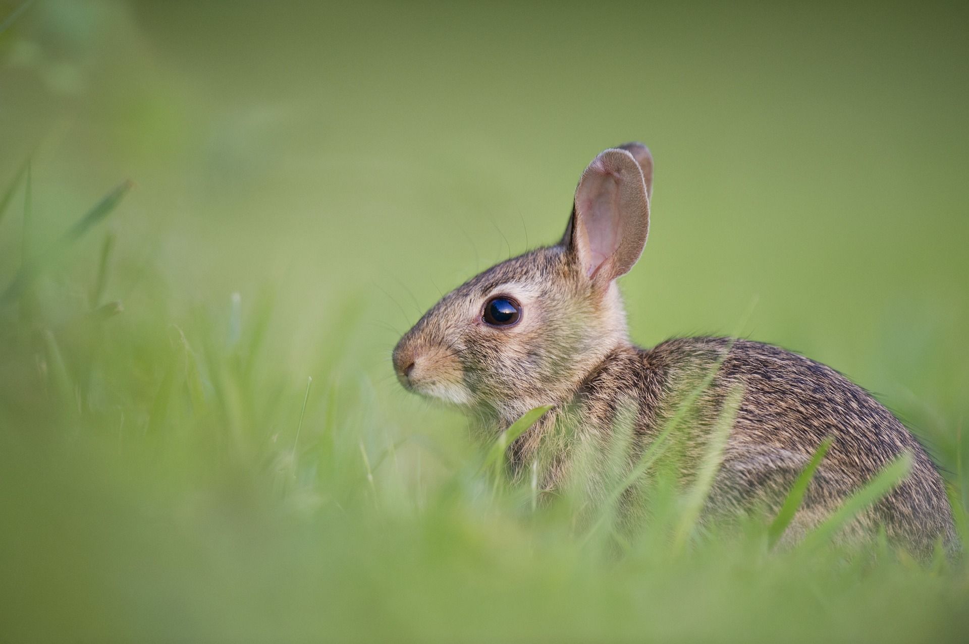 Corona Round-Up: Vaccines prove successful against cluster-5 mutation in rabbits