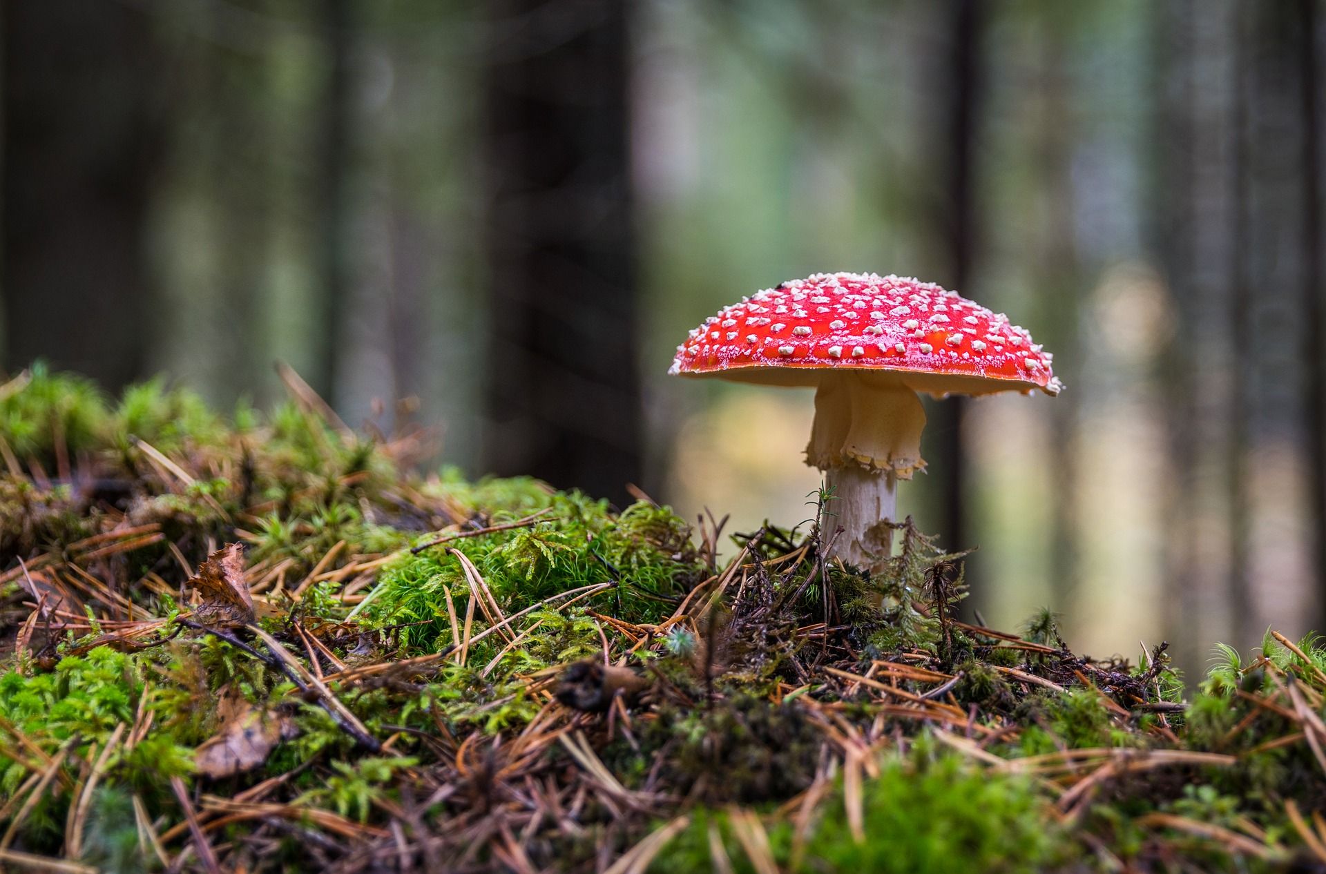 Newly discovered species of toadstool can eat insects alive