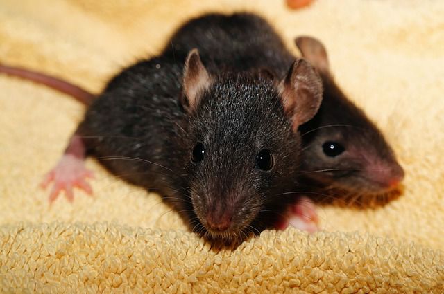 Mild winter/stringent poison control combo sends rat population soaring
