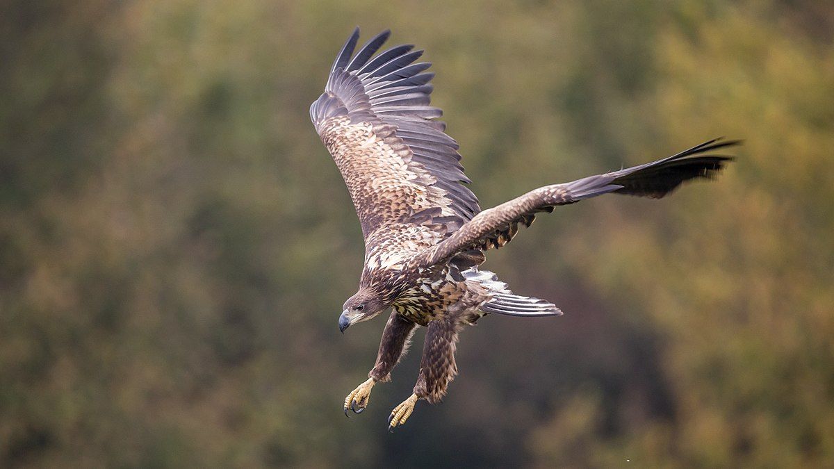 National Round-Up: White-tailed eagle numbers soar in Denmark