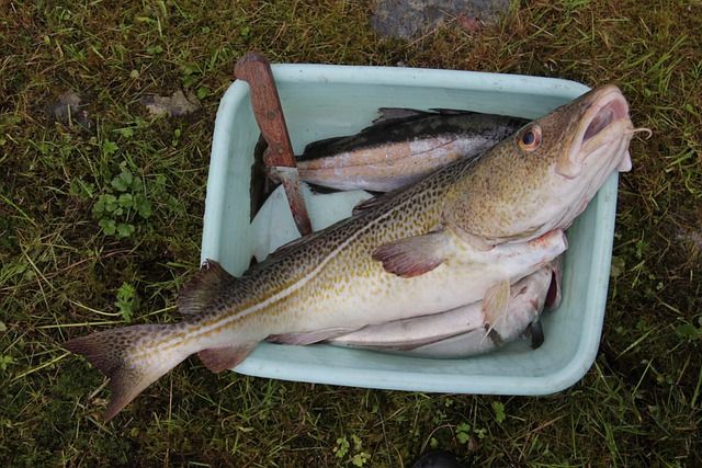 Cod facing extinction in the Baltic Sea