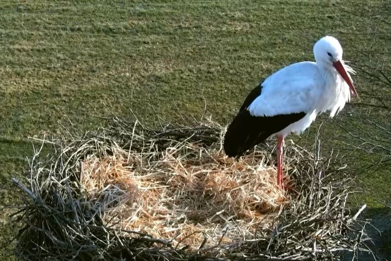 Spring is in the air: First stork lands in Denmark