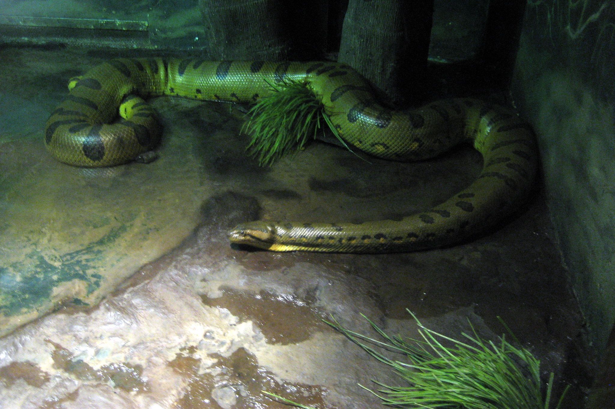 Science Round-up: The world’s largest snake arrives at Odense Zoo